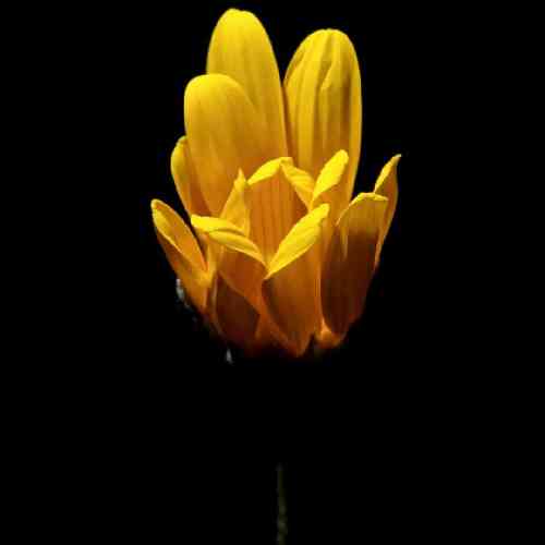 امید مهدیزاده استکان پر کن می جانانه میخواهد دلم بریز ساقی